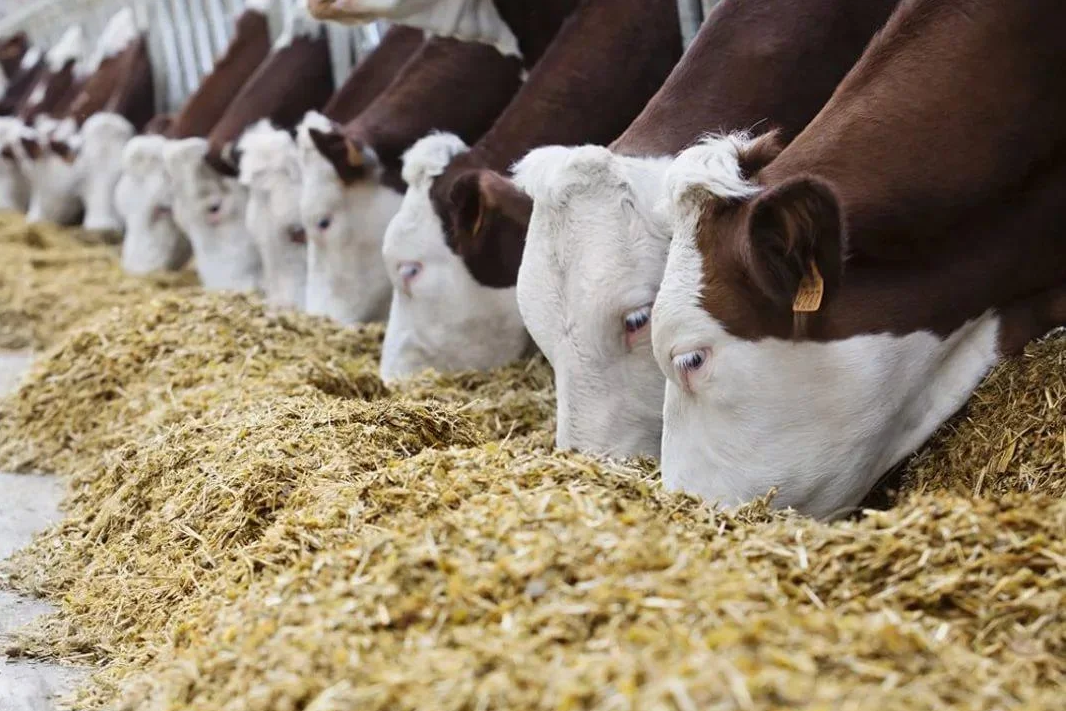 Корм для коров сохранять структуру корма