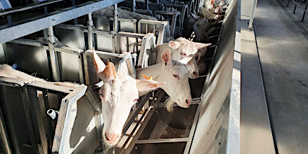 Для рубрики Запуск молочной фермы для коз