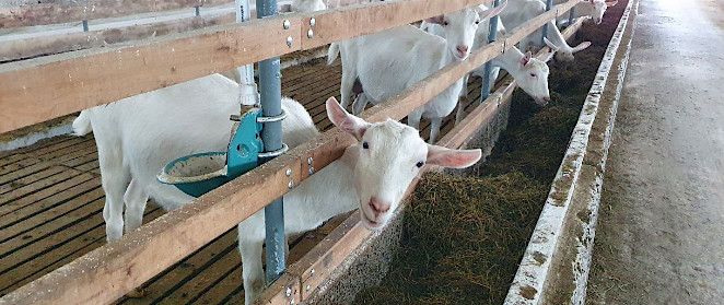 Запуск молочной фермы для коз и доильного зала