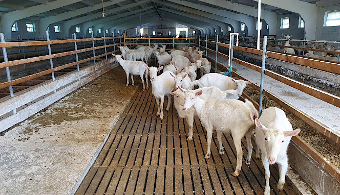 Запуск молочной фермы для коз и доильного зала