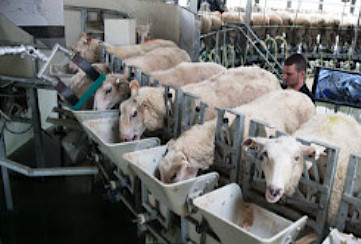 Доильный зал карусельного типа SR Internal для овец и коз