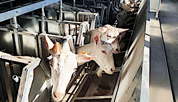 Запуск молочной фермы для коз в Курганинском районе
