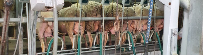 Ферма для овец в Крымске