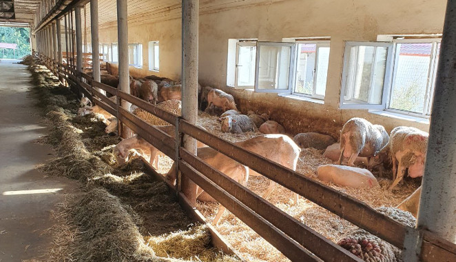 Ферма для овец в Крымске