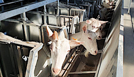 Молочная ферма для коз Курганинск