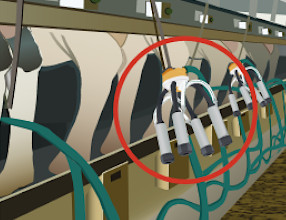 Снятие аппарата Вход коров в доильный зал Удаление навоза 2
