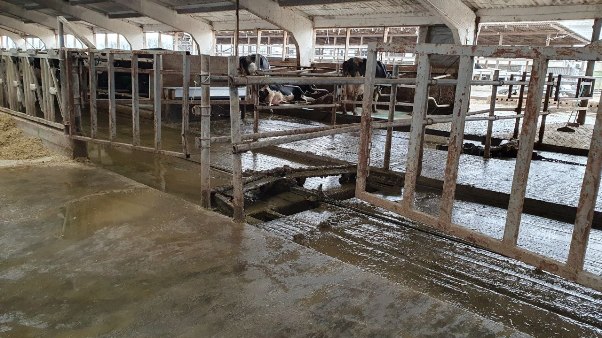 Молочная ферма в Тихорецке 9
