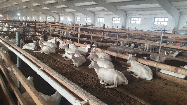 Ферма для коз в Курганинском районе 11