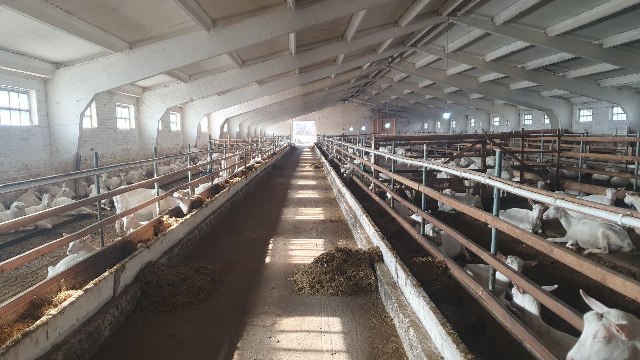 Ферма для коз в Курганинском районе 13