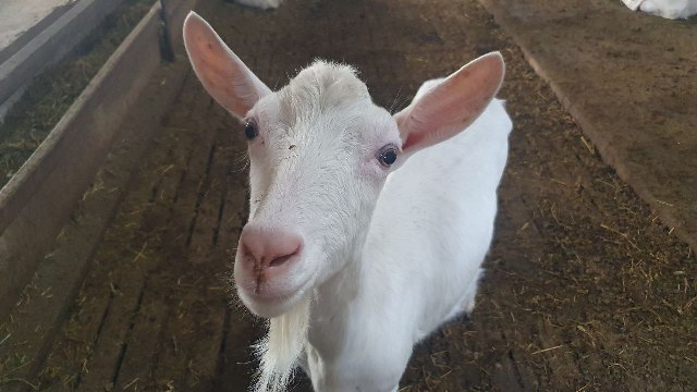 Ферма для коз в Курганинском районе 17