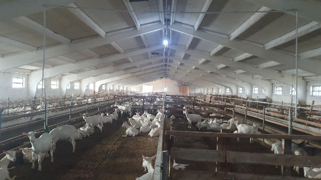 Ферма для коз в Курганинском районе 18