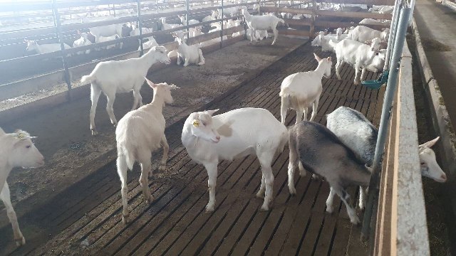 Ферма для коз в Курганинском районе 19