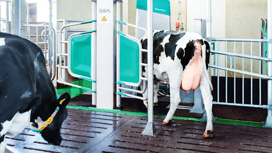Автоматическое доение и организация движения коров 3