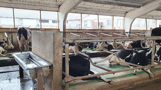 Поилки для коров водопоение на молочной ферме 3
