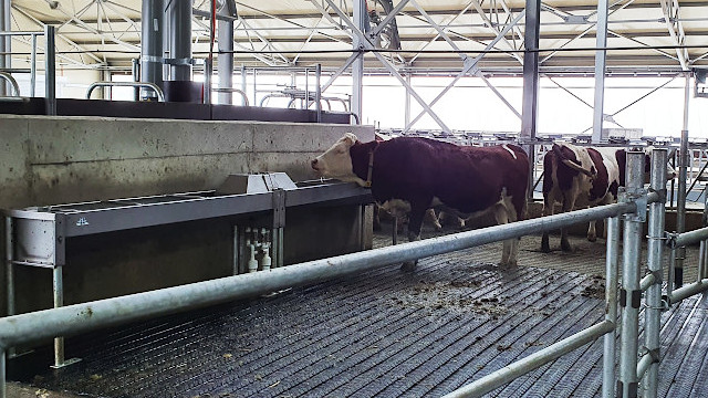 Поилки для коров водопоение на молочной ферме 6