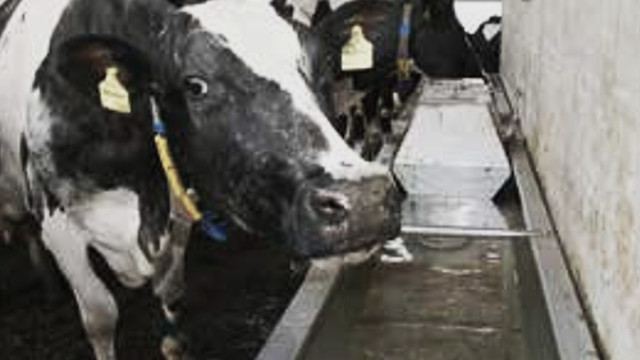 Поилки для коров водопоение на молочной ферме