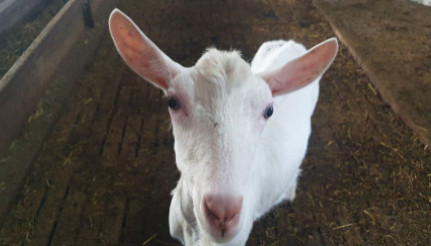 Молочная ферма для коз в Курганинском районе