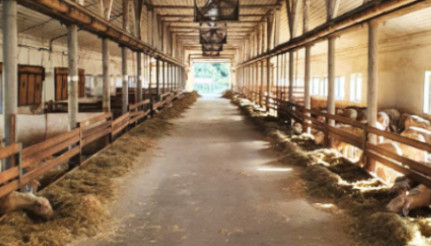 Молочная ферма для овец в Крымском районе