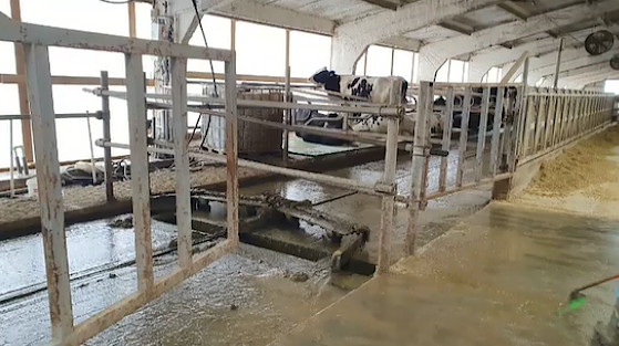 Молочная ферма в Тихорецком районе
